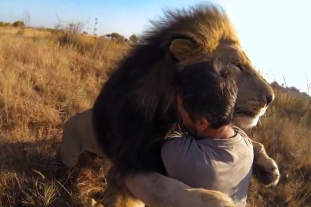 Watch ‘Lion Whisperer’ Kevin Richardson Cuddle with Lions, Hyenas (+Video)