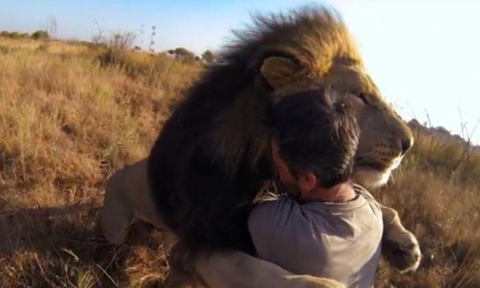 Watch ‘Lion Whisperer’ Kevin Richardson Cuddle with Lions, Hyenas (+Video)