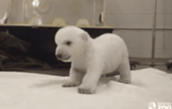 Toronto Zoo Video of Polar Bear Cub’s First Steps Goes Viral, Over 4 Million Views