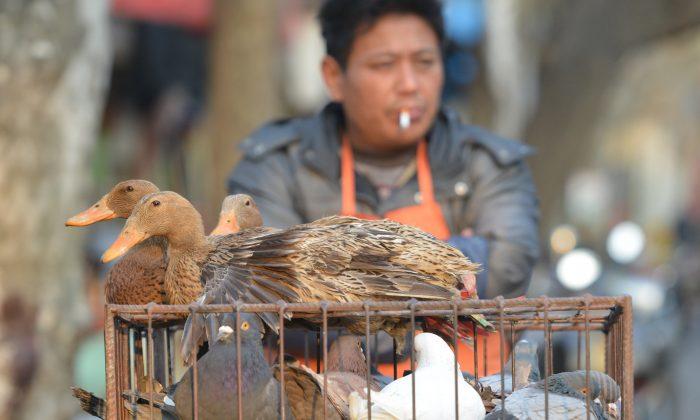 Bird Flu Spreads Rapidly in China This Year