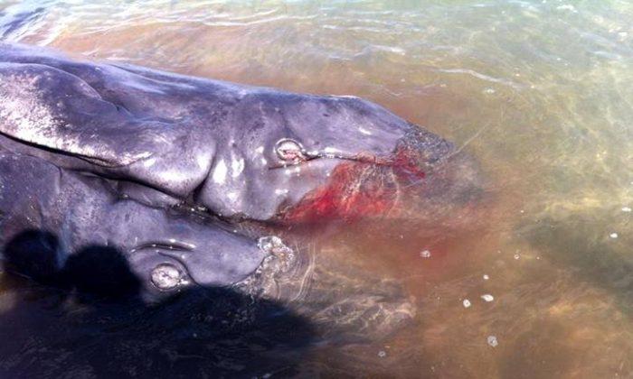 Baja California: ‘Two-headed’ Whale Found in Mexico (+Video, Photos)
