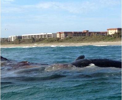 Boca Raton, FL: Dead Sperm Whale Found Along Beach