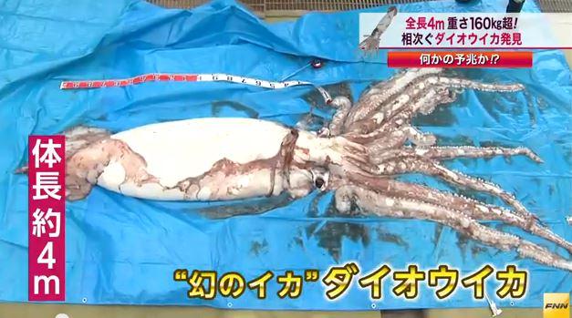 Giant Squid Caught in Japan (+Photo and Video)