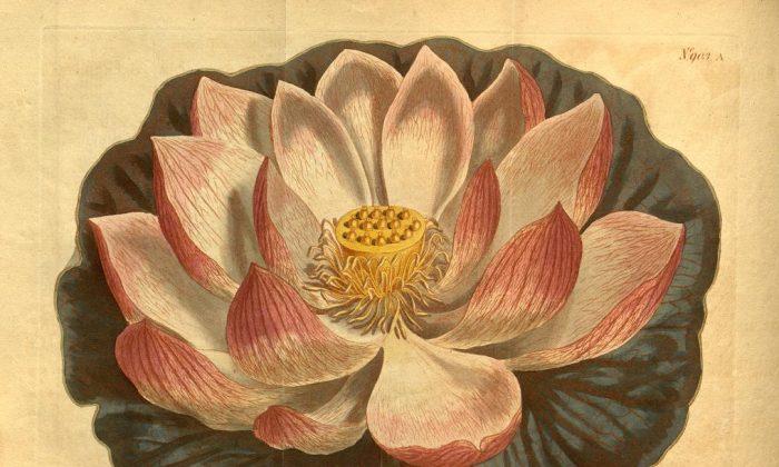 20 Vintage Flower Prints for a Moment of Delicate Beauty