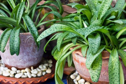 Your Houseplants Can Think, Talk, Read Your Mind: New Research Adds Evidence