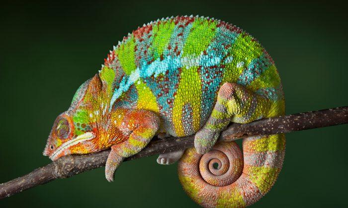 Colourful Language: Chameleons Talk Tough by Changing Shade