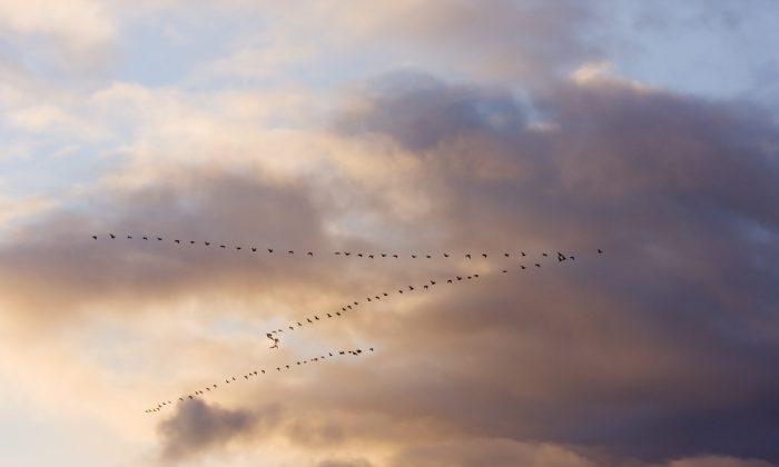 Doing Maths on the Fly, Birds Form V for Efficiency