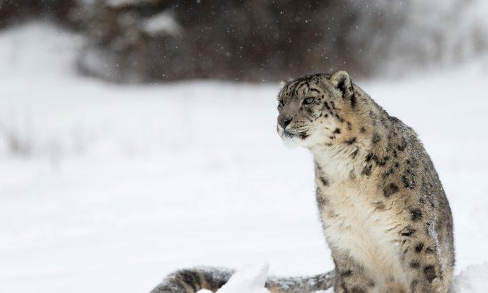 How to Track, Capture, and Tag a Snow Leopard (Photos)