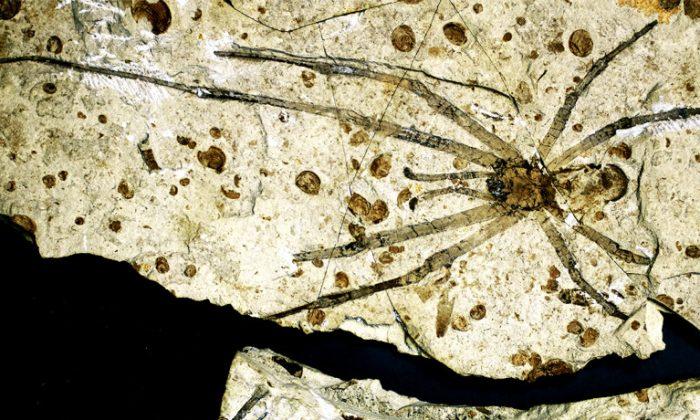 Biggest Spider Fossil Ever Found Was Just Discovered in China (+Photos)