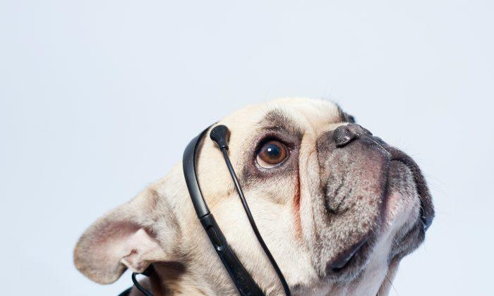 Device Reads Dogs’ Brain Activity, Translates Into English