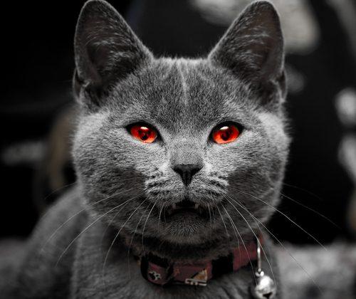 Shape-Shifting Vampire Cats on the Prowl?
