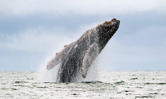 From Flies to Whales, Animal Movement has ‘Magic Range’
