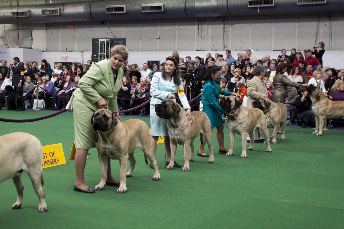 Mastiffs at the Westminster Dog Show in New York, Feb. 11, 2014. (Samira Bouaou/Epoch Times)