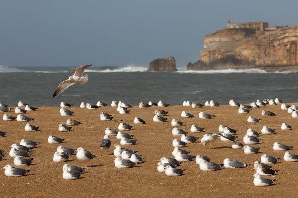 Seagulls lie on the beach in Nazare, Portugal, on Jan. 5, 2014. (Pablo Blazquez Dominguez/Getty Images)