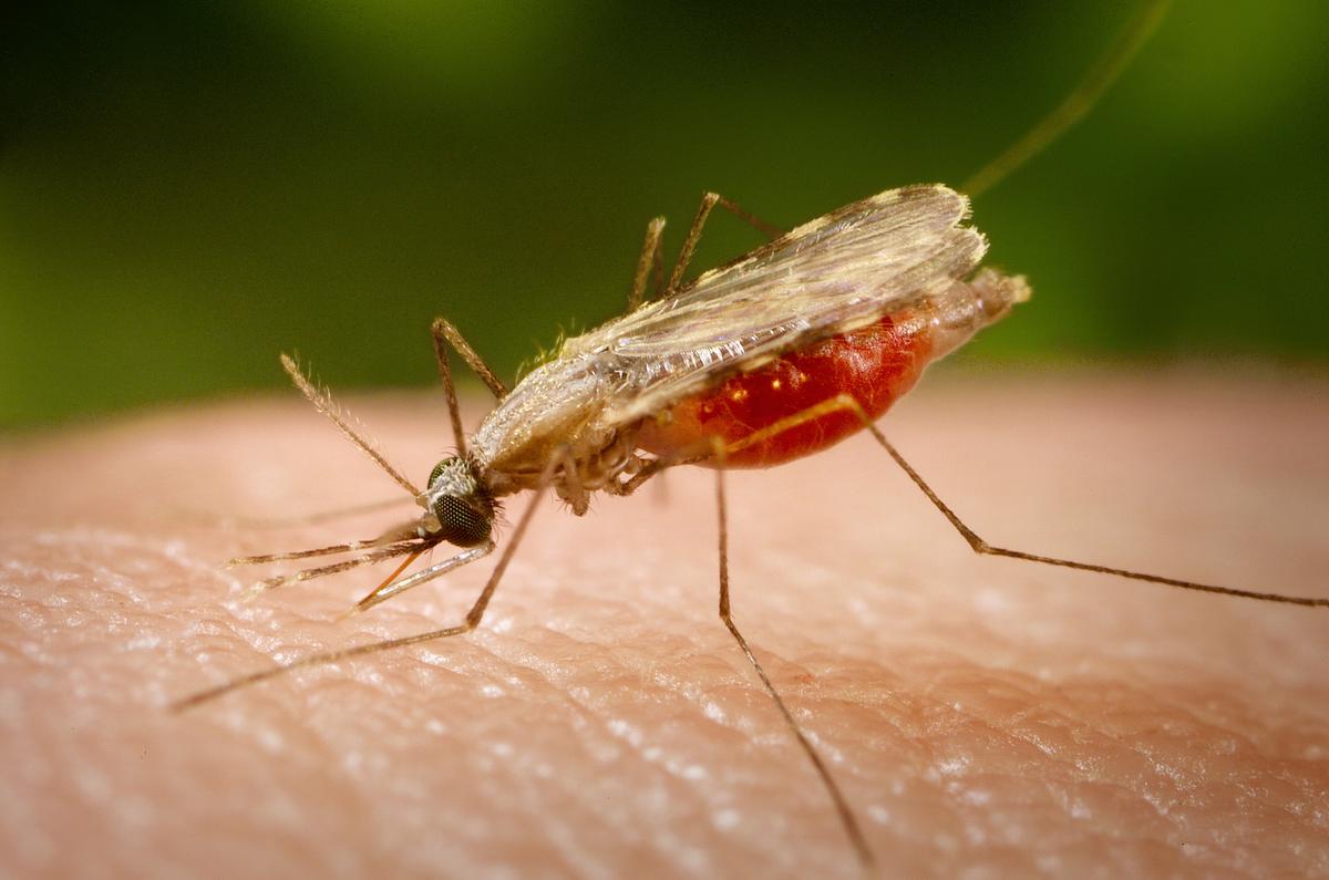 Genetically Modified Mosquitoes to Be Released in Panama This Weekend