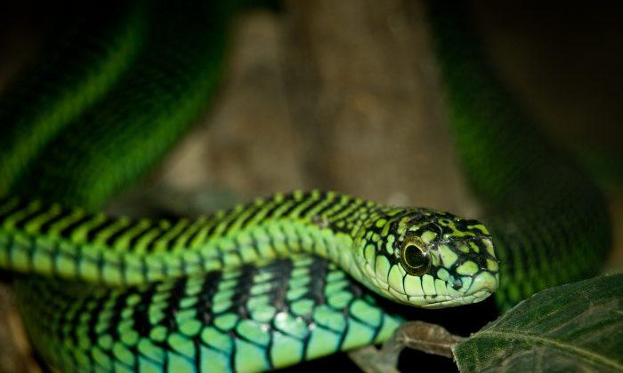 9 Deadliest Snakes in the World
