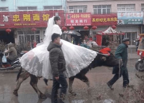 Chinese Bride Rides Water Buffalo to Wedding