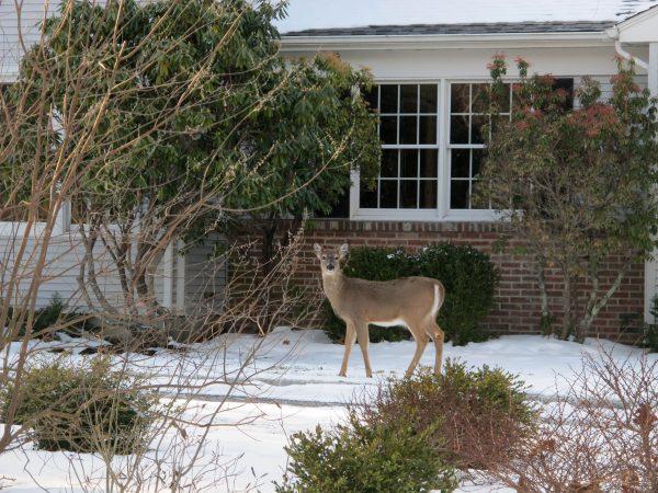 A deer walks across the front lawn of a home in Southold, N.Y., on Jan. 31, 2014. Officials on eastern Long Island are considering ways to stem the growing population of white-tailed deer. (Frank Eltman/AP)