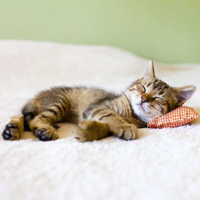 Do Cats Bring Good or Bad Luck? 5 Animals With Unexpected Symbolic Meanings