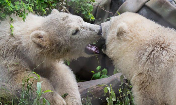 Polar Bear Exhibit at Buffalo Zoo Breaks Ground  