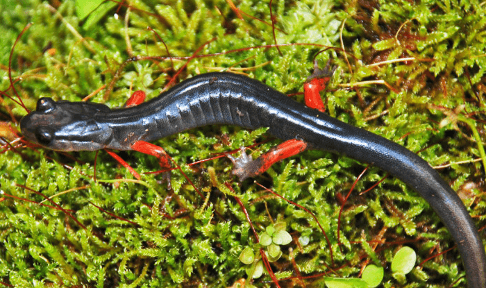 After Logging, Salamanders Show Forest Recovery