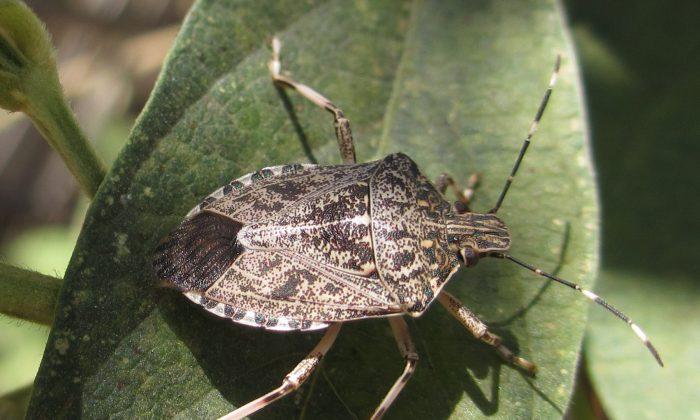 Study: Polar Vortex Killed 95 Percent of Stink Bugs in the US