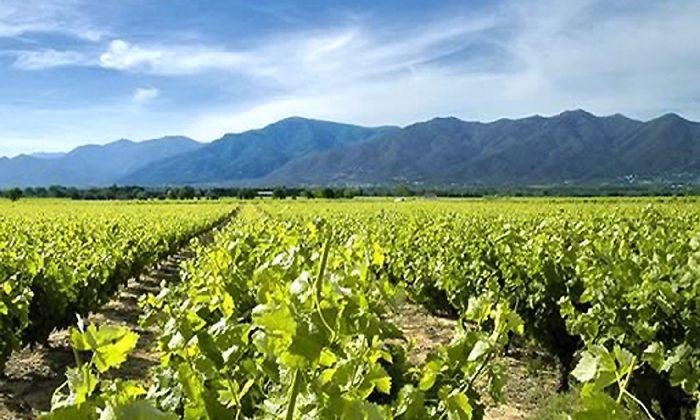 The Sweet Wines of Roussillon Stand Out