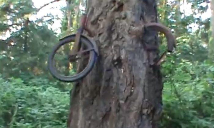 Bike Tree of Vashon Island: What’s the Story of the Tree Bicycle in Washington?
