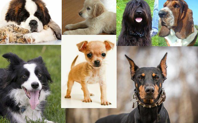 Dog Breeds: What Does Your Choice of Breed Say About You?