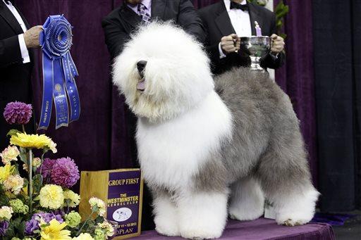 Westminster Dog Show 2014: What Time, Channel (+5 Things to Know, Live Stream)