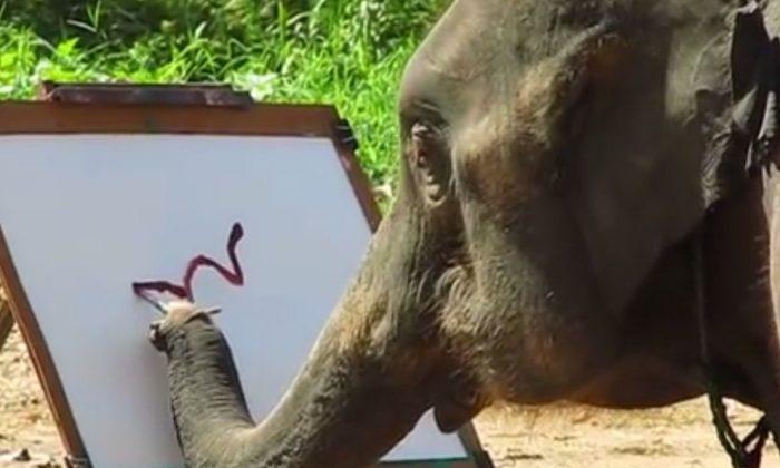 ‘Elephant Painting an Elephant’: Is Facebook Video of Suda Real?
