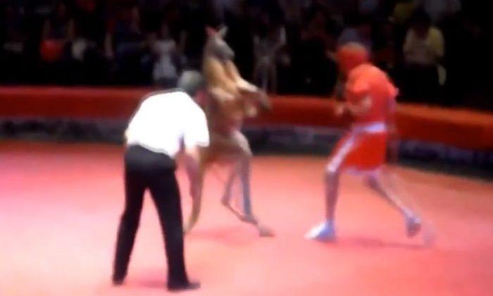 ‘Kangaroo Got Them Hands’ Video: ‘Kangaroo vs Man Boxing Match’ Goes Viral