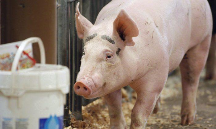 Swine Virus Spreading Rapidly in Ontario