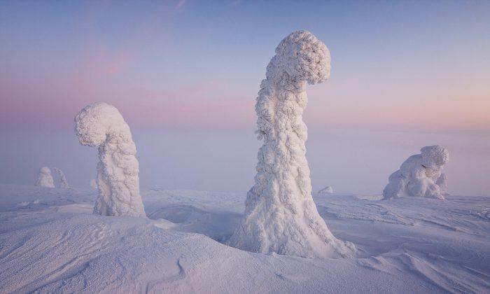 What Do You Think These Strange-Looking Natural Objects Are?