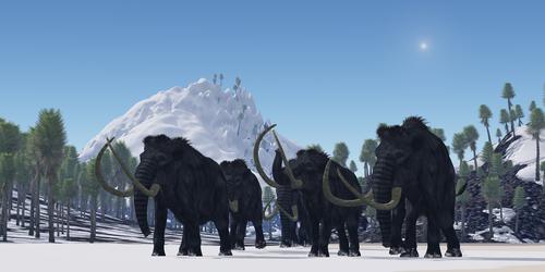 Did a Comet Kill the Woolly Mammoths? 