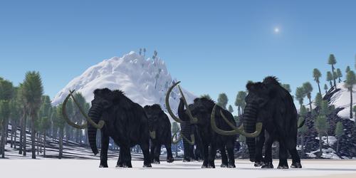 Did a Comet Kill the Woolly Mammoths?