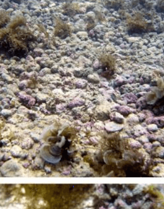 The Surprising Biodiversity of Algae ‘Reefs’ 