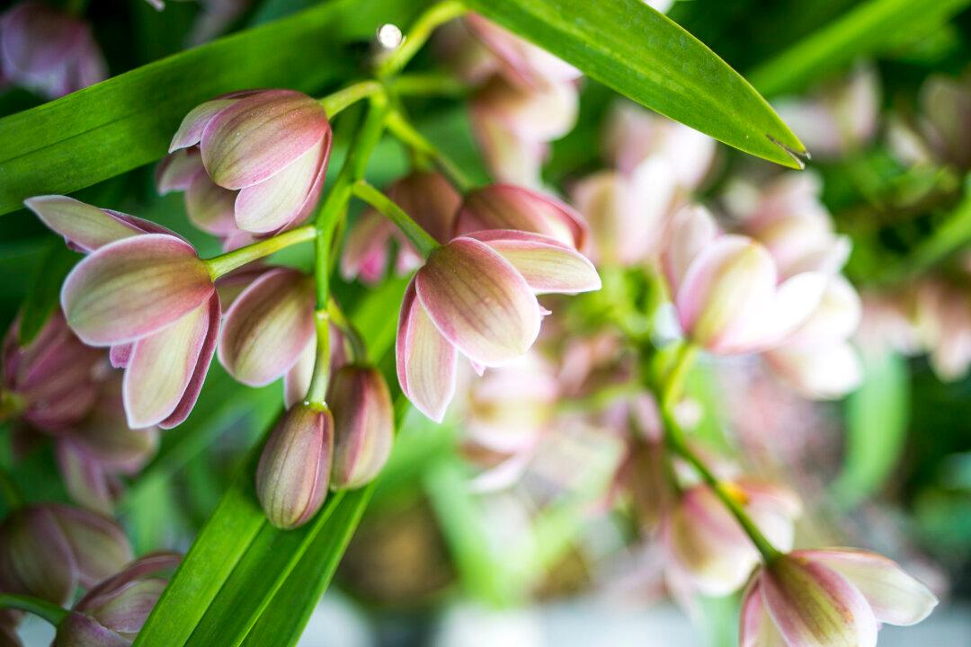 New York Botanical Garden Shows First Signs of Spring (Photos)