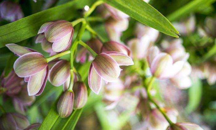 New York Botanical Garden Shows First Signs of Spring (Photos)