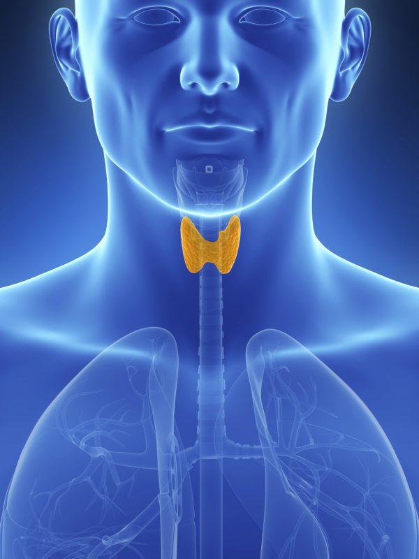 The thyroid gland, which is located in your neck, is the primary control center for your metabolism. (Eraxion/photos.com)