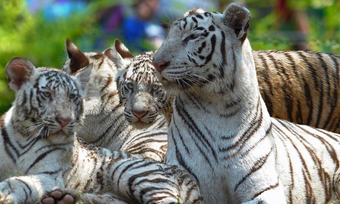 Rare White Tiger Killed by Bengal Tigers in India