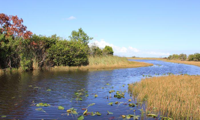 Gators and Birds in Florida’s River of Grass: Touring the Everglades