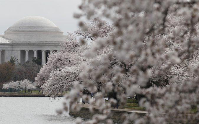 National Cherry Blossom Festival DC 2014: Dates, Peak Bloom, Opening Ceremony, Where to Watch Parade (+Photos)