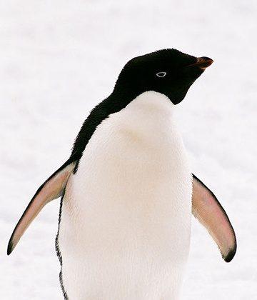 Climate Changes Affecting Penguin Habitat, Study Finds