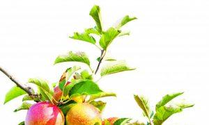 Get Rid of Gallstones Naturally With Apples