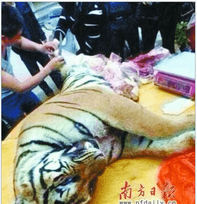 Businessmen Bribe Officials With Tiger Meat and Bones in China