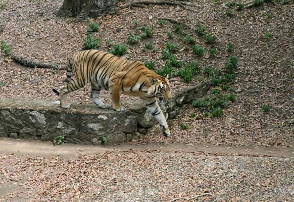 Solar Lights Limit Tiger Incidents in Sunderbans’ Villages