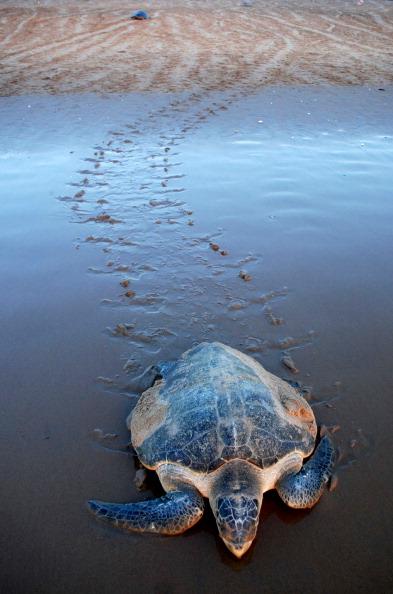 Locals Protect Olive Ridley Turtles On India’s Beaches