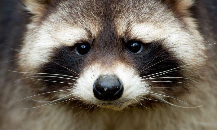 Man Faces Backlash for Shouting at Stowaway Raccoon to Get Off His Boat