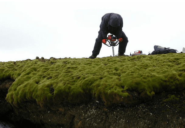 Ancient Moss Revived: Last Time it Grew Was 450 A.D.